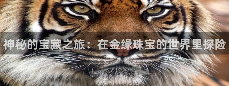 新宝5系列：神秘的宝藏之旅：在金缘珠宝的世界里探险