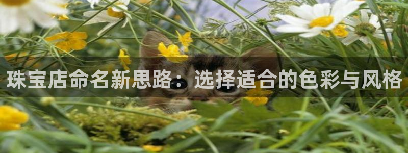 新宝5卫74OOO5：珠宝店命名新思路：选择适合的色彩与风格