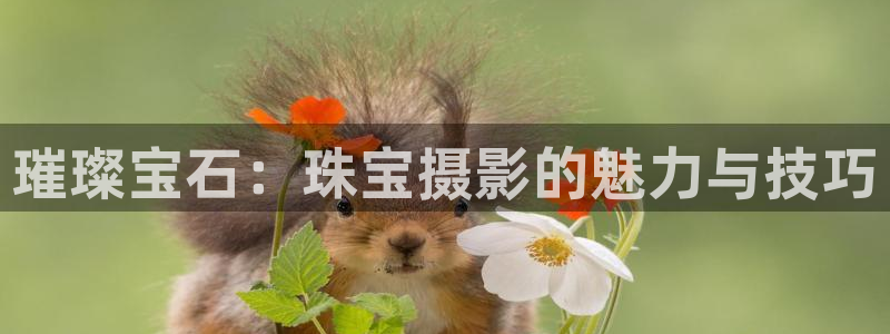 新宝5娱乐主管：璀璨宝石：珠宝摄影的魅力与技巧