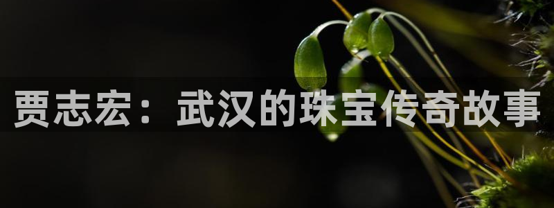 新宝5平台登录注册：贾志宏：武汉的珠宝传奇故事